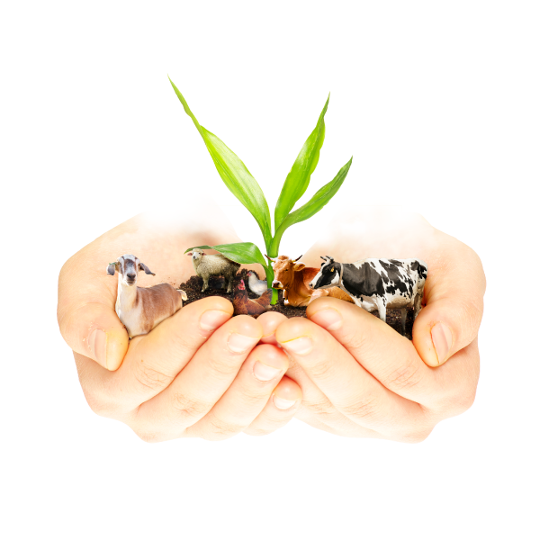 Solusi Herbal Berkualitas untuk Produktivitas Ternak