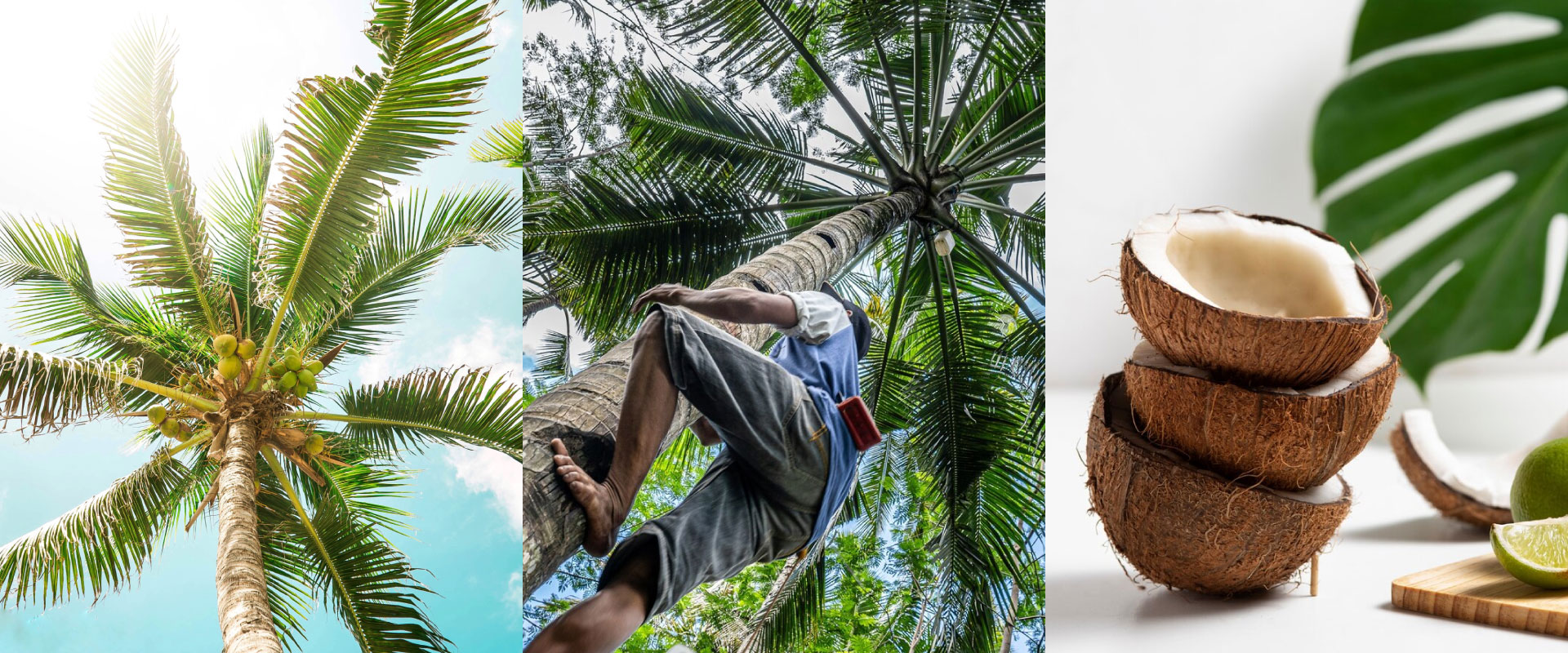 konsep-dibalik Konsep Filosofi Dibalik Logo Sari Coconut